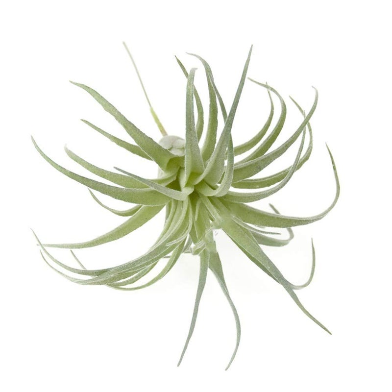 EBUYOM 2 PCS Artificial Succulents Plants Unpotted Fake Flocking Tillandsia Air Plants Succulent Bromeliads Bouquet Arrangements Faux Plants DIY for Garden Terrarium Decor Home Decoration Green - Image 4